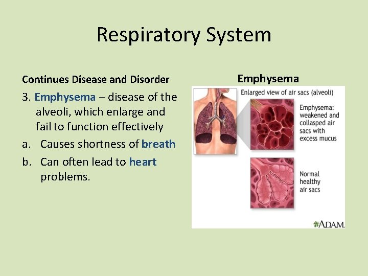 Respiratory System Continues Disease and Disorder 3. Emphysema – disease of the alveoli, which