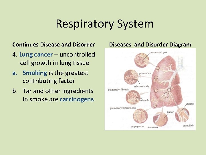 Respiratory System Continues Disease and Disorder 4. Lung cancer – uncontrolled cell growth in