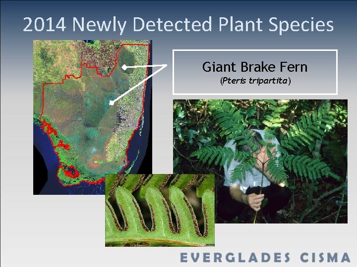 2014 Newly Detected Plant Species Giant Brake Fern (Pteris tripartita) 