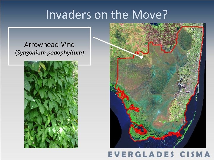 Invaders on the Move? Arrowhead Vine (Syngonium podophyllum) 