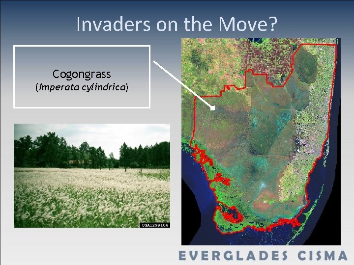 Invaders on the Move? Cogongrass (Imperata cylindrica) 