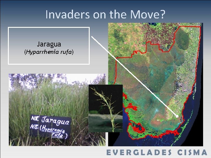 Invaders on the Move? Jaragua (Hyparrhenia rufa) 