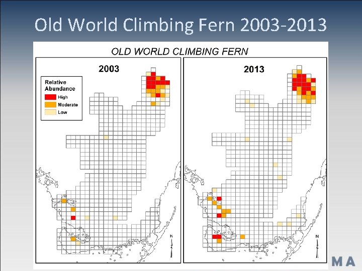 Old World Climbing Fern 2003 -2013 