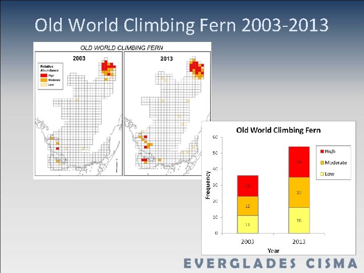 Old World Climbing Fern 2003 -2013 