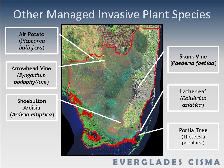 Other Managed Invasive Plant Species Air Potato (Dioscorea bulbifera) Arrowhead Vine (Syngonium podophyllum) Shoebutton