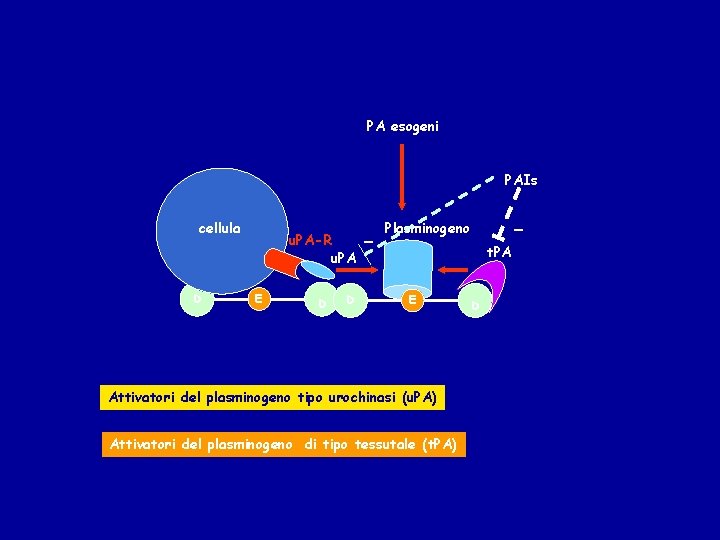 PA esogeni PAIs cellula D u. PA-R u. PA E D D - -