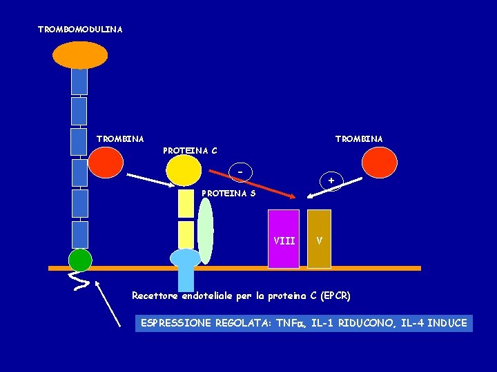 TROMBOMODULINA TROMBINA PROTEINA C - + PROTEINA S VIII V Recettore endoteliale per la