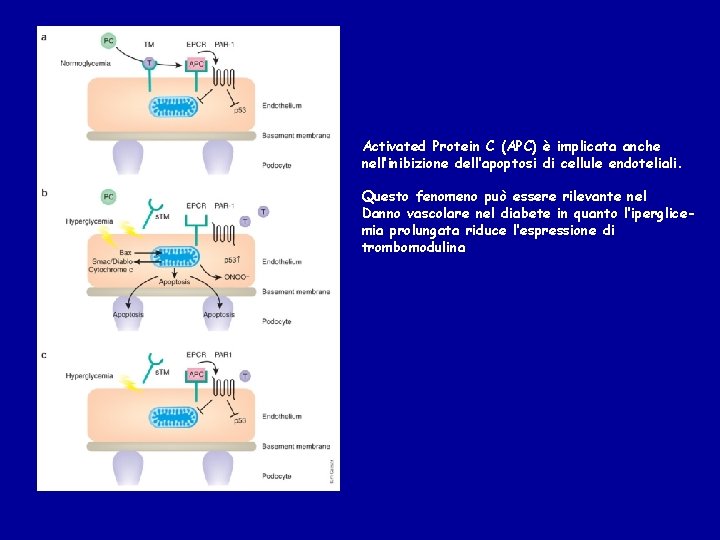 Activated Protein C (APC) è implicata anche nell’inibizione dell’apoptosi di cellule endoteliali. Questo fenomeno