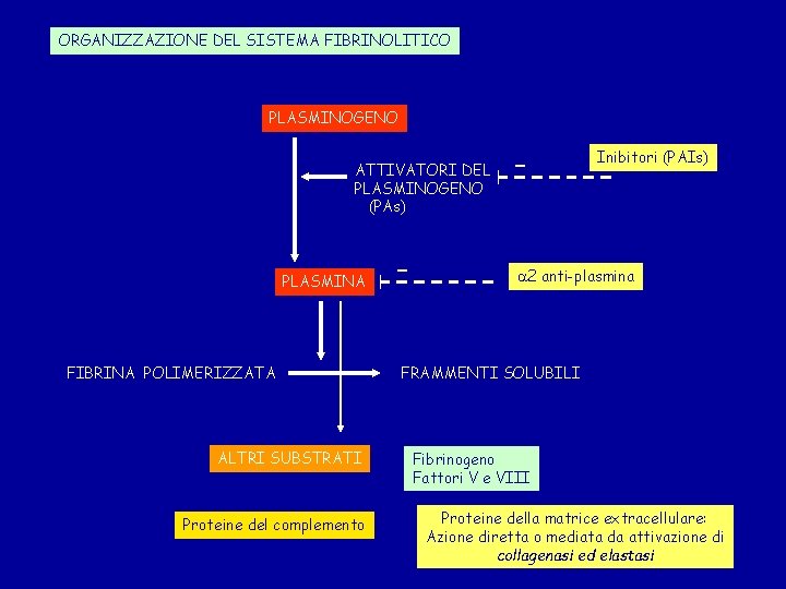 ORGANIZZAZIONE DEL SISTEMA FIBRINOLITICO PLASMINOGENO ATTIVATORI DEL PLASMINOGENO (PAs) PLASMINA FIBRINA POLIMERIZZATA ALTRI SUBSTRATI