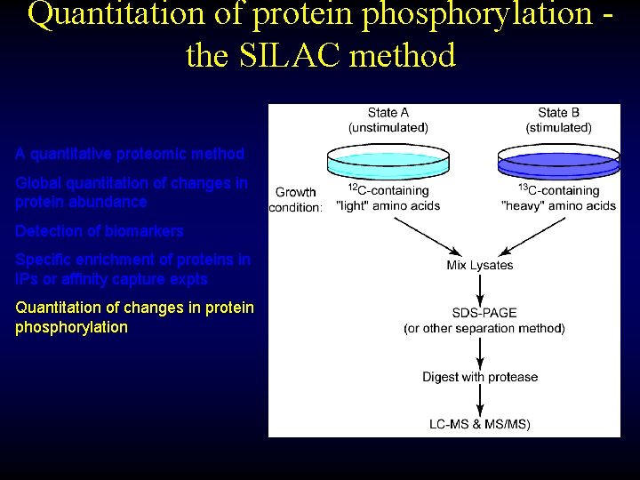 Quantitation of protein phosphorylation the SILAC method A quantitative proteomic method Global quantitation of