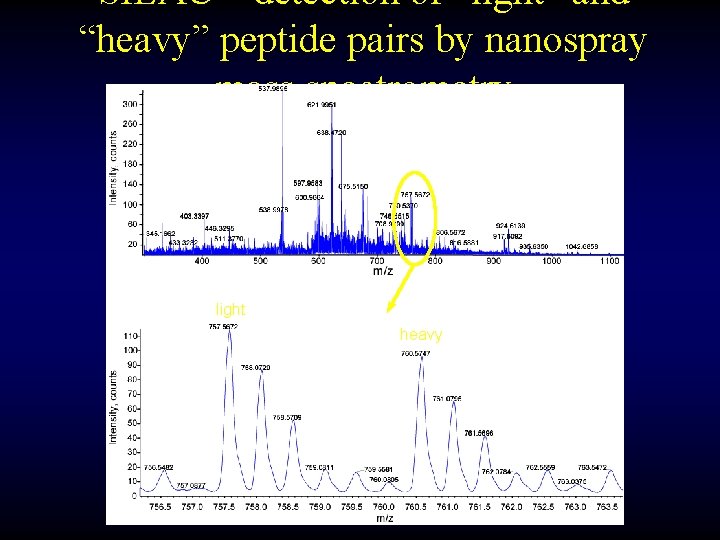 SILAC – detection of “light” and “heavy” peptide pairs by nanospray mass spectrometry light