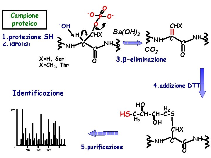 Campione proteico O -O P OO -OH 1. protezione SH 2. idrolisi CHX H