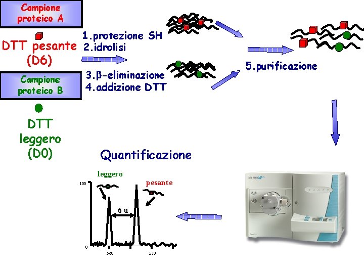 Campione proteico A DTT pesante (D 6) Campione proteico B 1. protezione SH 2.
