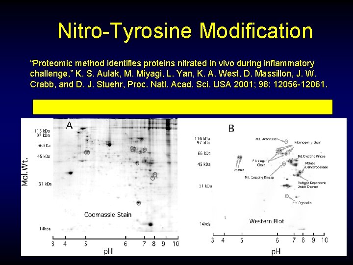Nitro-Tyrosine Modification “Proteomic method identifies proteins nitrated in vivo during inflammatory challenge, ” K.