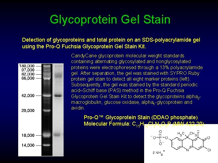 Glycoprotein Gel Stain Detection of glycoproteins and total protein on an SDS-polyacrylamide gel using