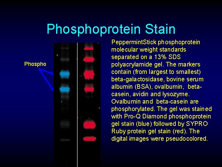 Phosphoprotein Stain Phospho Peppermint. Stick phosphoprotein molecular weight standards separated on a 13% SDS