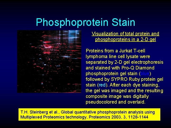 Phosphoprotein Stain Visualization of total protein and phosphoproteins in a 2 -D gel Proteins