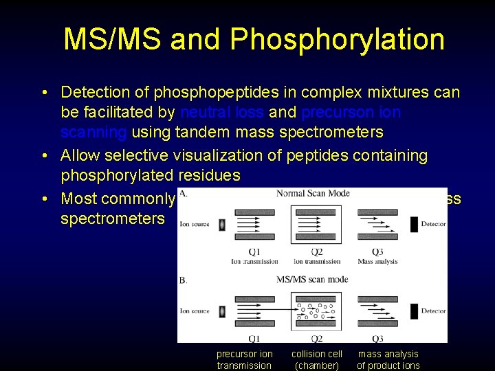 MS/MS and Phosphorylation • Detection of phosphopeptides in complex mixtures can be facilitated by