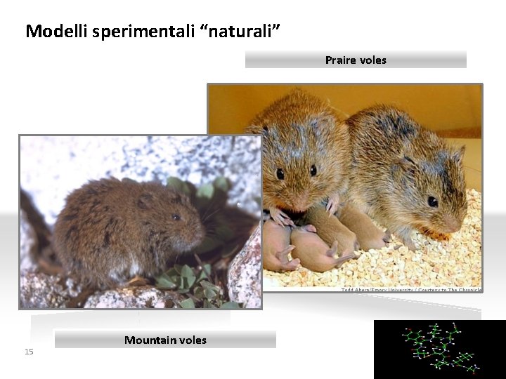 Modelli sperimentali “naturali” Praire voles 15 Mountain voles YOURLOGO 