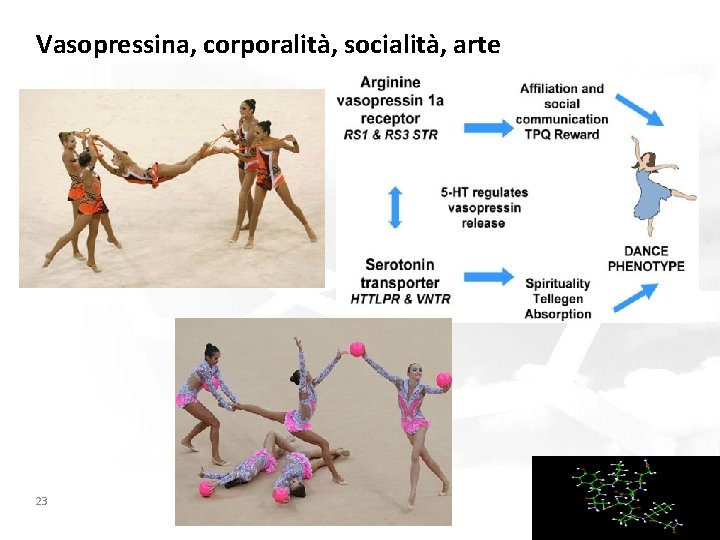 Vasopressina, corporalità, socialità, arte 23 YOURLOGO 