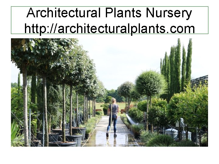 Architectural Plants Nursery http: //architecturalplants. com 