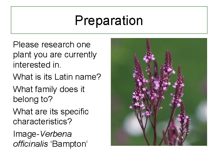 Preparation Please research one plant you are currently interested in. What is its Latin