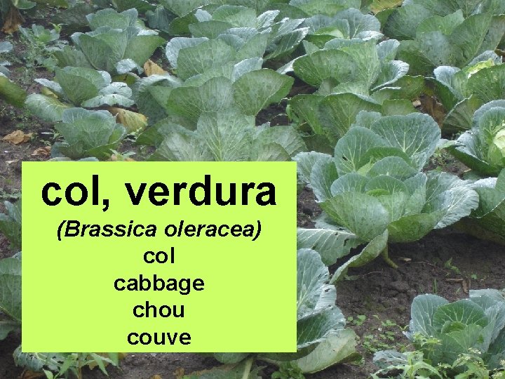 col, verdura (Brassica oleracea) col cabbage chou couve 