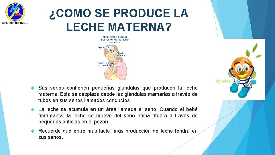 ¿COMO SE PRODUCE LA LECHE MATERNA? Sus senos contienen pequeñas glándulas que producen la