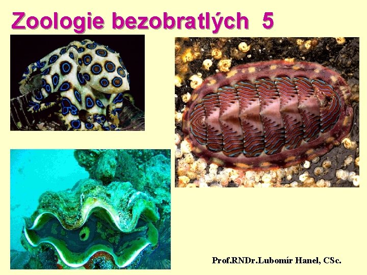 Zoologie bezobratlých 5 Prof. RNDr. Lubomír Hanel, CSc. 