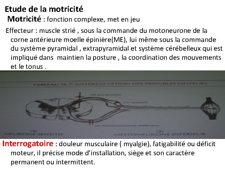 Etude de la motricité Motricité : fonction complexe, met en jeu Effecteur : muscle