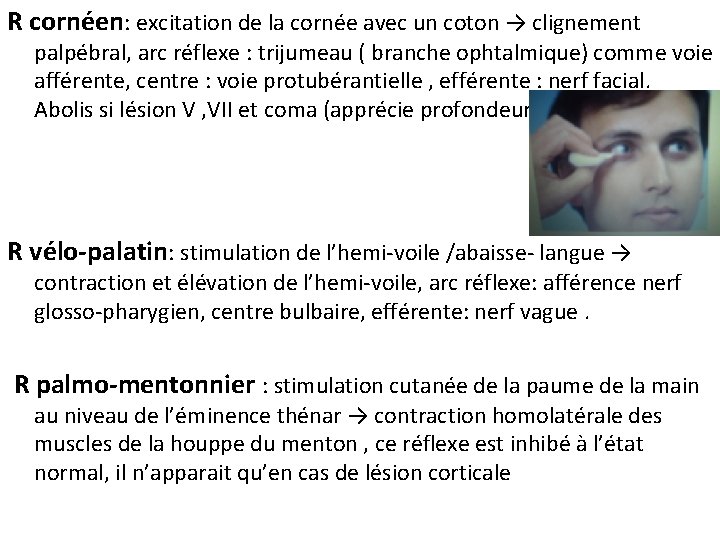 R cornéen: excitation de la cornée avec un coton → clignement palpébral, arc réflexe