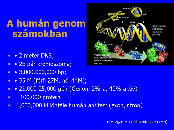 A humán genom számokban • • • 2 méter DNS; 23 pár kromoszóma; 3,