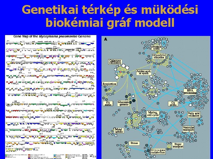 Genetikai térkép és müködési biokémiai gráf modell 