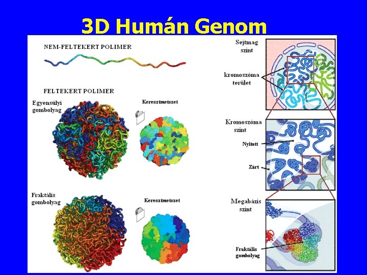 3 D Humán Genom 