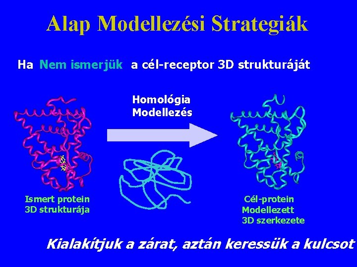 Alap Modellezési Strategiák Ha Nem ismerjük a cél-receptor 3 D strukturáját Homológia Modellezés Ismert