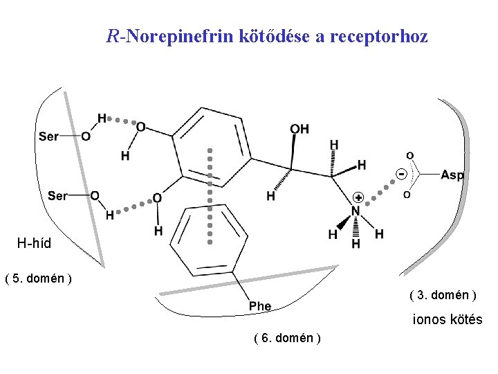 R-Norepinefrin kötődése a receptorhoz + H-híd ( 5. domén ) ( 3. domén )