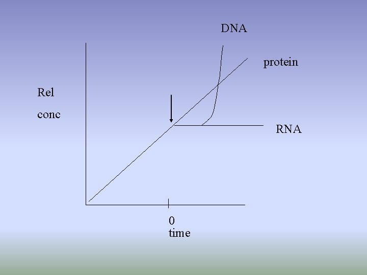 DNA protein Rel conc RNA 0 time 