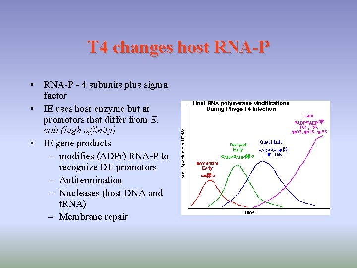 T 4 changes host RNA-P • RNA-P - 4 subunits plus sigma factor •