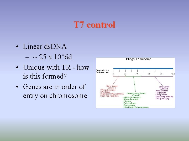 T 7 control • Linear ds. DNA – ~ 25 x 10^6 d •