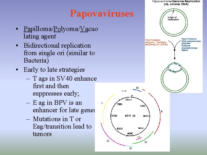 Papovaviruses • Papilloma/Polyoma/Vacuo lating agent • Bidirectional replication from single ori (similar to Bacteria)