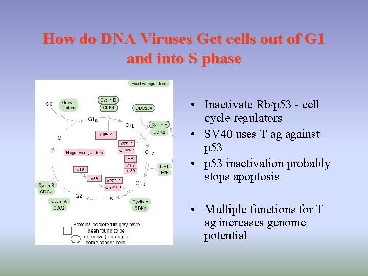 How do DNA Viruses Get cells out of G 1 and into S phase