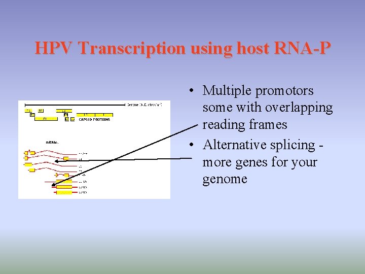 HPV Transcription using host RNA-P • Multiple promotors some with overlapping reading frames •