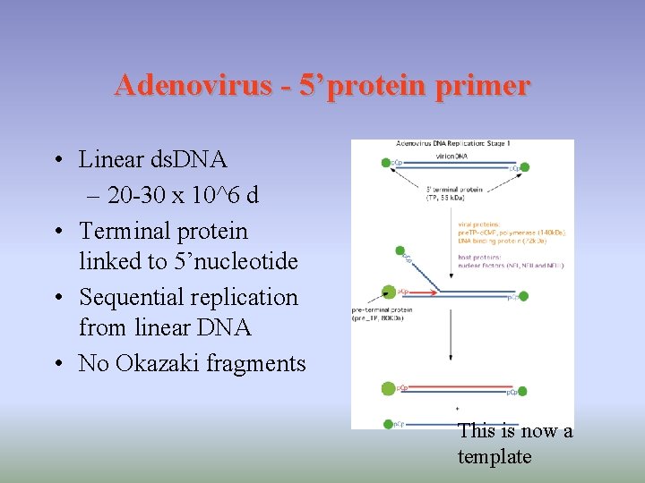Adenovirus - 5’protein primer • Linear ds. DNA – 20 -30 x 10^6 d