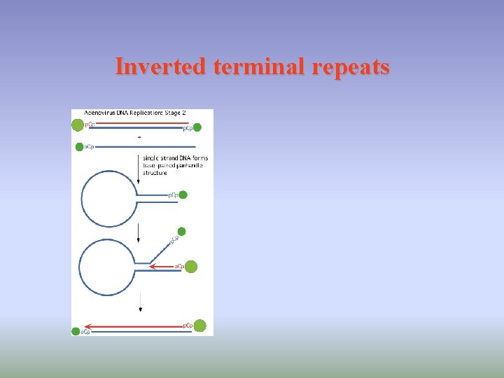 Inverted terminal repeats 
