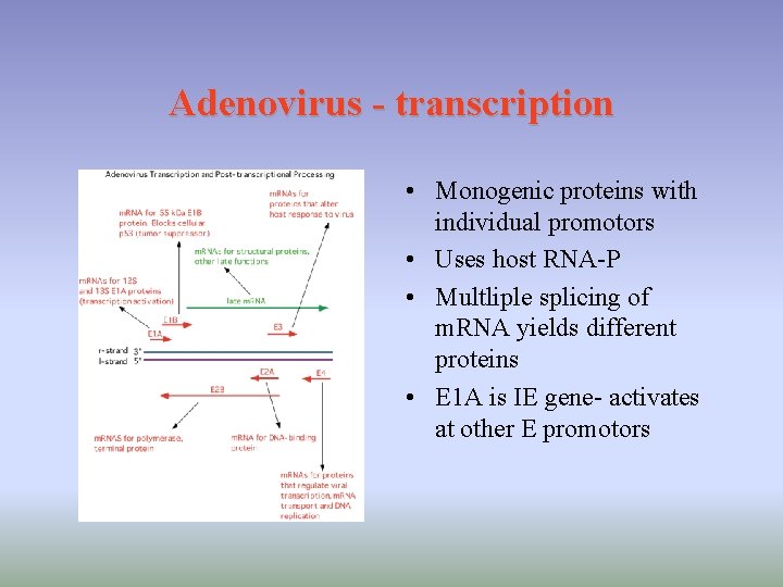 Adenovirus - transcription • Monogenic proteins with individual promotors • Uses host RNA-P •