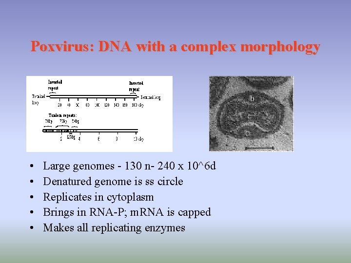 Poxvirus: DNA with a complex morphology • • • Large genomes - 130 n-