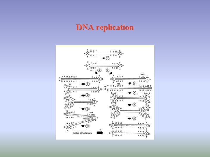 DNA replication 