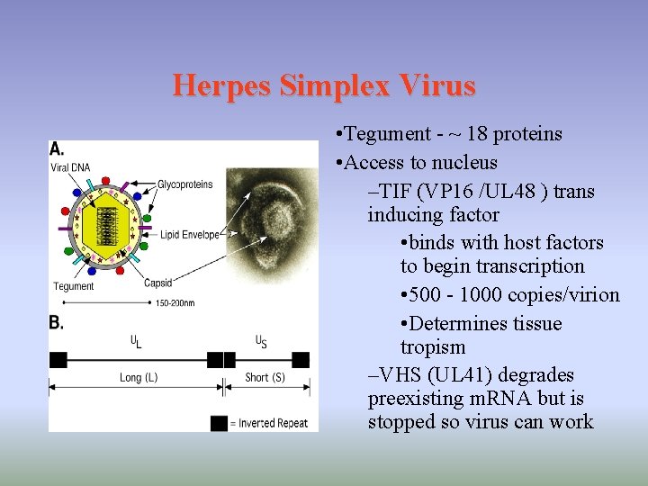 Herpes Simplex Virus • Tegument - ~ 18 proteins • Access to nucleus –TIF