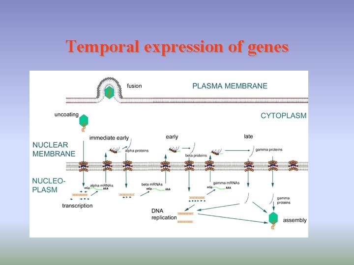 Temporal expression of genes 