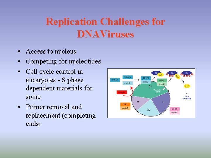 Replication Challenges for DNAViruses • Access to nucleus • Competing for nucleotides • Cell